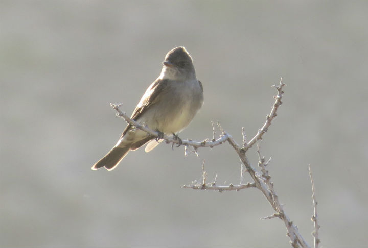 Western Wood-Pewee